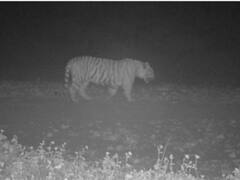 हिमाचल प्रदेश: कर्नल शेरजंग नेशनल पार्क में पहली बार दिखा बाघ, ट्रैप कैमरा में ऐसे कैद हुई तस्वीर