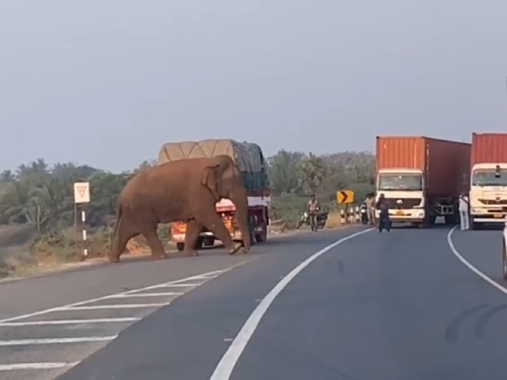 கோவை மாநகருக்குள் நுழைந்த தருமபுரி மக்னா யானை - வனத்துறை தீவிர கண்காணிப்பு