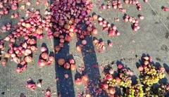 Nashik : नाशिकमध्ये स्वाभिमानीचे आंदोलन, रस्त्यावर कांदा आणि द्राक्ष फेकून सरकारचा निषेध