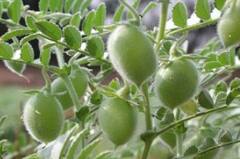 Gram crop : हरभरा उत्पादक शेतकरी समाधानी, पोषक वातावरणामुळं उत्पादनात वाढ