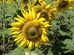 लोप पावत चाललेल्या सूर्यफुलाच्या लागवडीला शेतकऱ्यांचे प्राधान्य