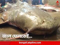 রুই-কাতলা-ইলিশ তো নয়, জাল ফেলতে কিনা উঠে এল রাক্ষুসে মাছ! তাতেই হইহই রইরই কাণ্ড