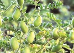 Gram crop : हरभरा उत्पादक शेतकरी समाधानी, पोषक वातावरणामुळं उत्पादनात वाढ