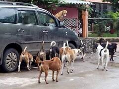 सावधान! आवारा कुत्तों से निजात दिलाने के लिए नहीं है कोई प्लान, कहीं आप भी ना हो जायें डॉग बाइट का शिकार