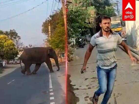 Elephant Chasing Viral : ”ஓரமா போங்கடா..”தெருவில் அட்ராசிட்டி செய்த யானை..தெறித்து ஓடிய மக்கள்