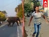 Elephant Chasing Viral : ”ஓரமா போங்கடா..”தெருவில் அட்ராசிட்டி செய்த யானை..தெறித்து ஓடிய மக்கள்