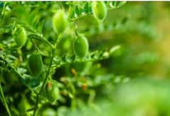 Gram crop : हरभरा उत्पादक शेतकरी समाधानी, पोषक वातावरणामुळं उत्पादनात वाढ