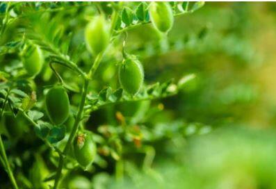 सध्या हरभरा पिकासाठी (Gram Crop) वातावरणही पोषक आहे. त्यामुळं एकरी हरभऱ्याचे पाच ते सात क्विंटल विक्रमी उत्पन्न येत आहे. तर विविध वाणानुसार हरभऱ्याला सात हजार ते 12 हजार रुपयापर्यंतचा बाजार भाव मिळत आसल्यानं शेतकरी (Farmers) समाधानी आहेत.