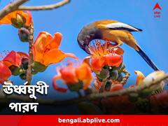 বেলা বাড়তেই চড়া রোদ, বসন্তের শুরুতে ঊর্ধ্বমুখী পারদ, উত্তরে বৃষ্টির পূর্বাভাস