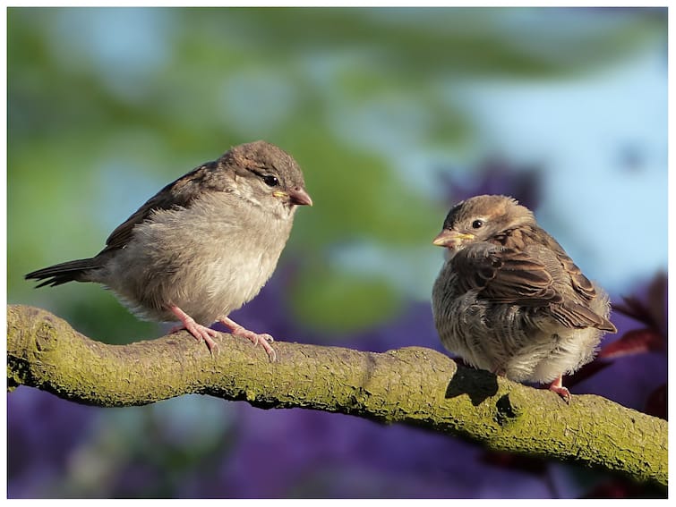 Birds are the descendants of dinosaurs why did not they extinct in the Annihilation know what science says डायनासोर के वंशज हैं पक्षी, जब महाविनाश आया थो तो ये विलुप्त क्यों नहीं हुए? ये है इसका कारण