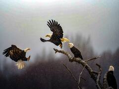 भारतीय मूल के इंजीनियर ने नेशनल ज्योग्राफिक का फोटोग्राफी कॉन्टेस्ट जीता, चुनी गई 'पिक्चर ऑफ द ईयर'