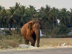 Magna Elephant: குடியிருப்புக்குள் நுழைந்த மக்னா யானை..! கோவை மக்களுக்கு எச்சரிக்கை விடுத்த வனத்துறை..!