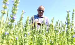 Chia Farming : चार मित्रांनी यू ट्यूबवरुन धडे घेतले, अकोल्यात चिया पिकाचं यशस्वी प्रयोग