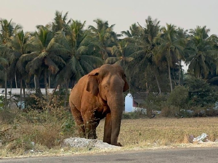 கோவை மாநகருக்குள் நுழைந்த தருமபுரி மக்னா யானை - வனத்துறை தீவிர கண்காணிப்பு