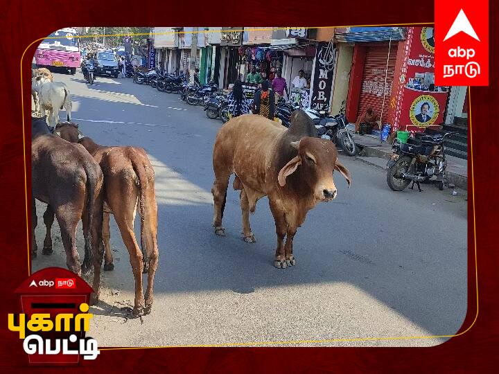 Pugar Petti salem Corporation animals Cattle roaming on the road Pugar Petti: சாலையில் சுற்றித் திரியும் கால்நடைகள்: எங்கே போனது சேலம் மாநகராட்சியின் உத்தரவு?