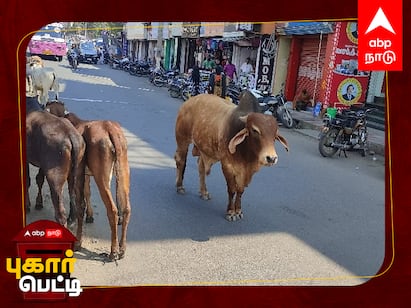 Pugar Petti salem Corporation animals Cattle roaming on the road Pugar Petti: சாலையில் சுற்றித் திரியும் கால்நடைகள்: எங்கே போனது சேலம் மாநகராட்சியின் உத்தரவு?