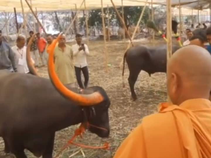 प्रदर्शनातील पाळीव जनावरांची मठाधिपती काडसिद्धेश्वर स्वामी यांनी पाहणी करत माहिती घेतली.