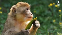 মন দিয়ে ছুরি ধার দিচ্ছে বাঁদর! নিখুঁত কাজ দেখে অবাক হবেন আপনিও