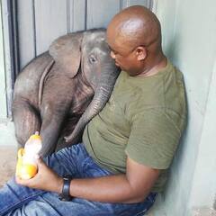 Elephants facts : ஒரு யானைக்குள் இத்தனை அதிசயங்களா? யானைகள் குறித்த அறியாத தகவல்களை தெரிந்துகொள்ளுங்கள்!