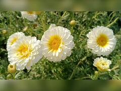 Flower : पालघर जिल्ह्यात फुलांचं गाव, गातेस गावाला नवी ओळख