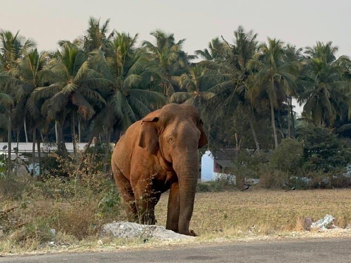 கோவை: மக்னா யானையை பிடிக்க கும்கி யானை வரவழைப்பு