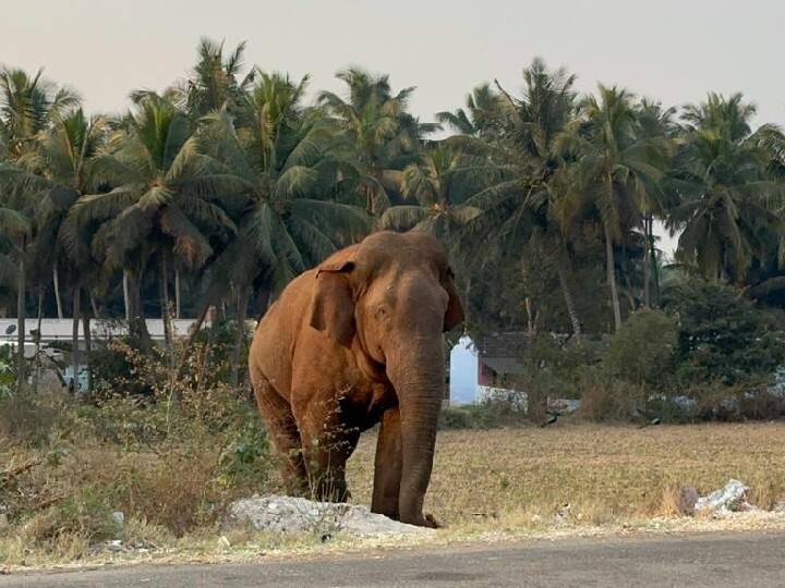 கோவை: மக்னா யானையை பிடிக்க கும்கி யானை வரவழைப்பு
