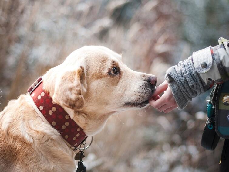 Hyderabad Identification Cards for Pet Dogs in Telangana Hyderabad News: పెంపుడు కుక్కలకు గుర్తింపు కార్డులు - అందుబాటులోకి ప్రత్యేక మొబైల్ యాప్