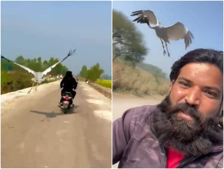 Saras Viral Video Everyone was stunned to see special bond of friendship between a stork bird and a man एक बार घायल सारस का करवाया था इलाज... अब ये शख्स जहां भी जाता है, सारस भी आ जाता है! देखें Video