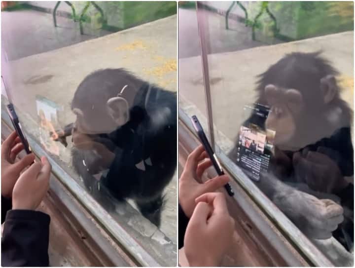Chimpanzee addicted to social media Chimpanzee watching Instagram Reels Video: चिम्पैंजी को भी इंस्टाग्राम पसंद है... फोन हाथ लगा तो देखने लगा एक के बाद एक रील्स  