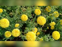 Flower : पालघर जिल्ह्यात फुलांचं गाव, गातेस गावाला नवी ओळख