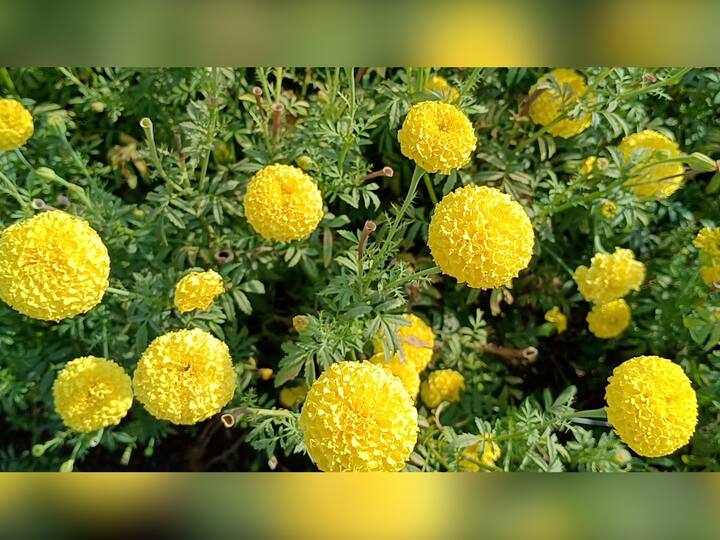 वाडा तालुक्यातील 'गातेस' (Gates) या गावानं फुलशेतीतून (Flower Farming) आपली एक वेगळी ओळख निर्माण केली आहे.