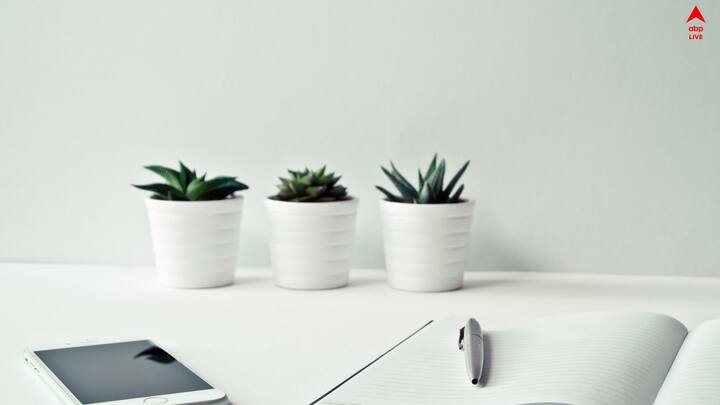 অফিসে নিজের ডেস্কের পাশে জায়গা থাকলে ইনডোর ট্রি রাখতে পারেন। ইন্ডোর ট্রি মূলত অক্সিজেন বেশি পরিমাণে যারা ছাড়ে তাদেরকে গুরুত্ব দিন।