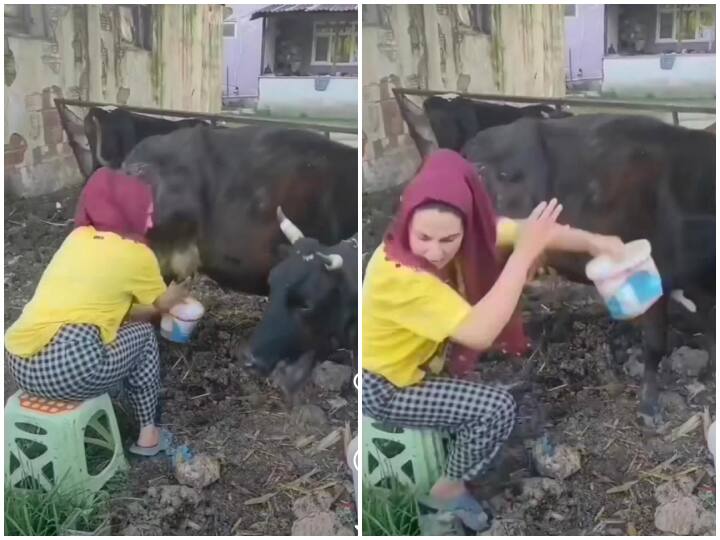 English girl milking a cow get hurt funny viral video Video: गाय का दूध निकालने बैठ गई अंग्रेज लड़की... फिर जो हुआ, उसके बाद वो कभी भी ये गलती नहीं करेगी!
