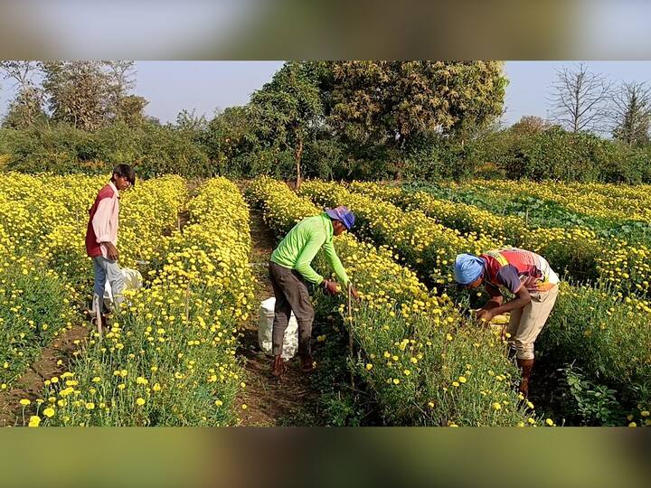 गावातील 25 ते 30 शेतकऱ्यांनी एकत्र येत 50 एकर पेक्षाही जास्त क्षेत्रावर फुल शेतीचा अनोखा प्रयोग केला आहे. या फुल उत्पादकांनी डिसेंबरच्या सुरुवातीपासून फुल शेतीची लागवड केली असून सध्या या गावात फुलशेती पासून उत्पन्न येण्यास सुरुवात झाली आहे.