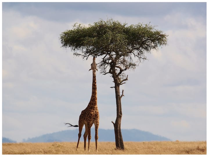 जिराफ मूल रूप से अफ्रीका का जानवर है, लेकिन अब यह दुनियाभर के कई देशों में पाया जाता है. ओकापी के साथ इसकी तुलना करने पर वैज्ञानिकों को यह पता लगा कि इनकी गर्दन क्यों लंबी होती है. आइए जानते हैं.