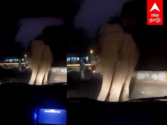 Elephant Chasing Car : காரை தந்தத்தால் குத்தி தூக்கிய யானை..அலறிய கார் ஓட்டி..பரபரப்பு காட்சி..