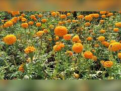Flower : पालघर जिल्ह्यात फुलांचं गाव, गातेस गावाला नवी ओळख
