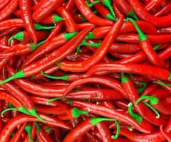 Red Chilli Rate : धर्माबादमध्ये मिरची उत्पादनात वाढ, दराची 'लाली' कायम