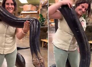 Bahubali 2.0: Woman carries huge python all by herself, viral video stuns netizens பாகுபலி 2.0: யாரு இது.. யாரு இது... மலைப்பாம்பை தூக்கிய சிங்கப்பெண்
