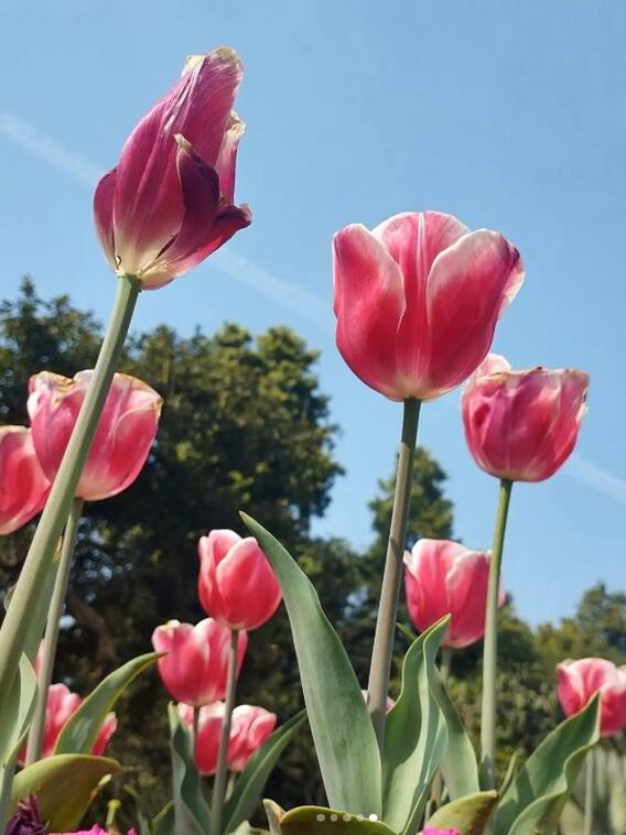 नीदरलैंड के ट्यूलिप का मजा अब दिल्ली की सड़कों पर