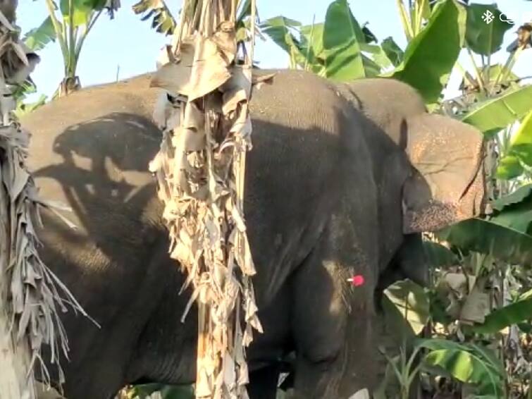 The forest department caught the Magna elephant roaming in the Coimbatore area after injecting anesthesia TNN கோவை நகரில்  சுற்றித்திரிந்த மக்னா யானை மயக்க ஊசி செலுத்தி பிடிக்கப்பட்டது