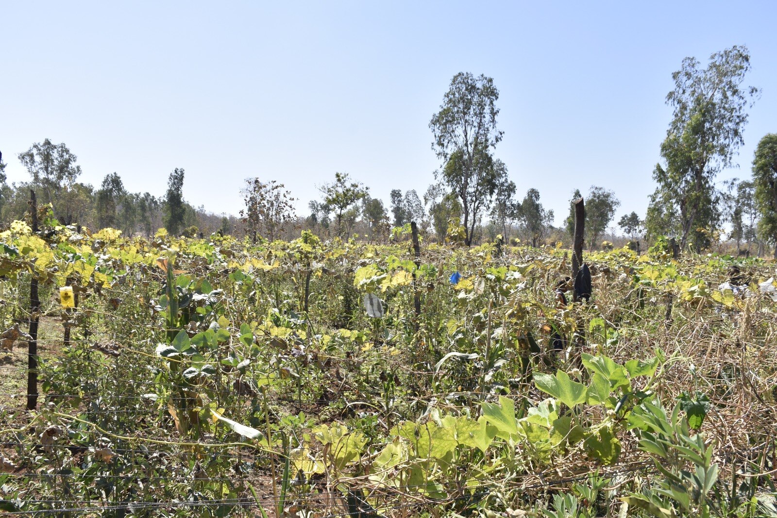 Gujarat Agriculture News: પ્રાકૃતિક ખેતીથી મબલખ કમાણી કરે છે તાપીનો આ ખેડૂત