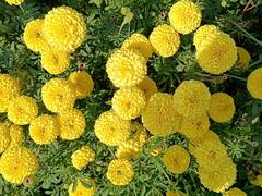 Flower : पालघर जिल्ह्यात फुलांचं गाव, फुलशेतीतून आर्थिक समृद्धी