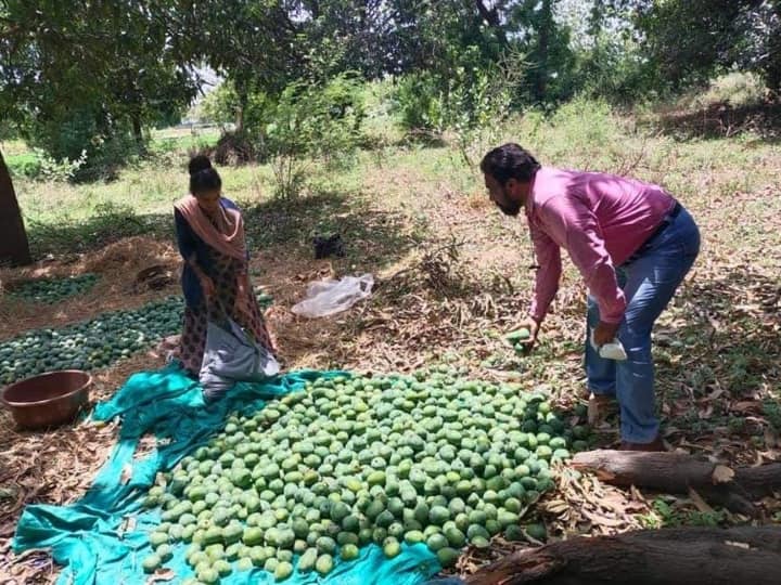 Chhattisgarh: इस शहर में है छत्तीसगढ़ का सबसे बड़ा आम बगीचा, जहां मिलती हैं फल की 800 प्रजातियां Largest Mango Garden In Bastar where 800 species fruits found ann Chhattisgarh: इस शहर में है छत्तीसगढ़ का सबसे बड़ा आम बगीचा, जहां मिलती हैं फल की 800 प्रजातियां