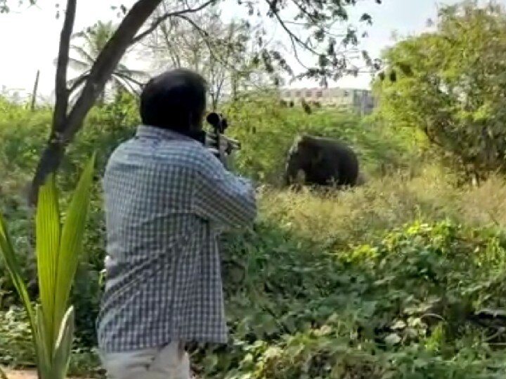 கோவை நகரில்  சுற்றித்திரிந்த மக்னா யானை மயக்க ஊசி செலுத்தி பிடிக்கப்பட்டது