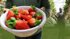 lifestyle:  હવે બાળકો તેની પ્રીય સ્ટ્રોબેરીનો આખું વર્ષ માણી શકશે સ્વાદ, આ રીતે કરો સ્ટોર