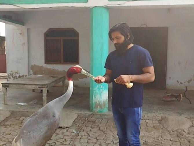 Amethi Boy And Saras Friendship | Amethi News: साथ में खाना, दुकान जाना... आरिफ और सारस की दोस्ती देख लोग हैरान, जानें- कैसे इंसान का दोस्त बना पक्षी?