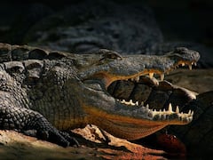 একলাফে ড্রোন গিলে খেতে গেল সুবিশাল কুমির! ভাইরাল ভিডিও নিয়ে হইচই নেটদুনিয়ায়