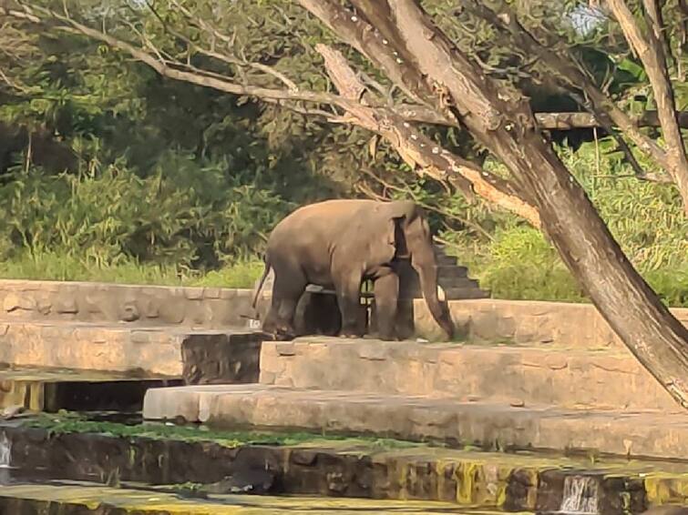 Kumki elephant summons to catch Magna elephant roaming in Coimbatore city area TNN கோவை: மக்னா யானையை பிடிக்க கும்கி யானை வரவழைப்பு