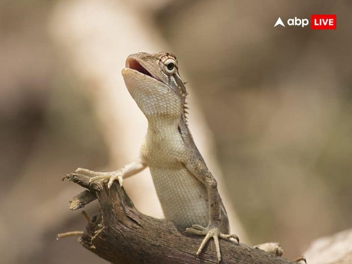 Dream interpretation lizard dream meaning you get these signs Dream Interpretation: छिपकली का सपना आपने भी देखा है तो हो जाएं सावधान, मिलते हैं ये संकेत